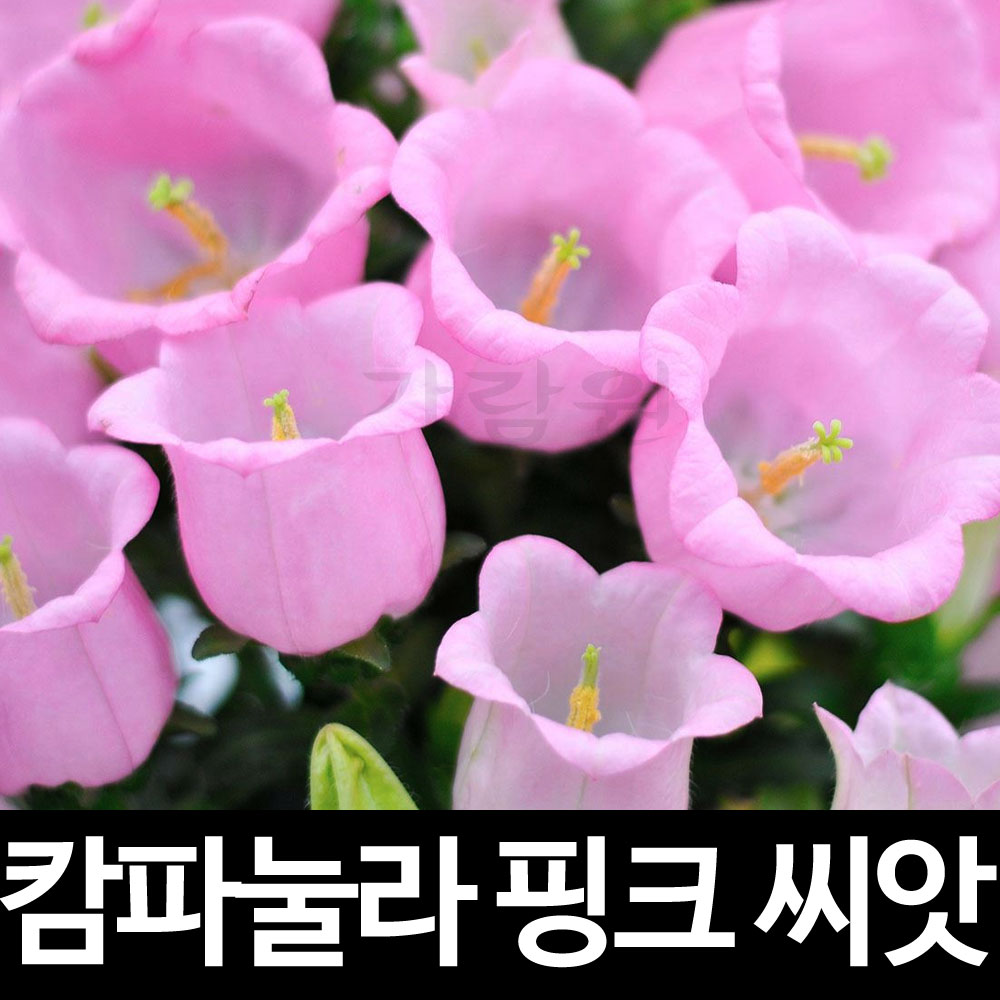 핑크 캄파눌라 씨앗 초롱꽃 씨앗 꽃씨 꽃씨앗 ( pink bellflower seeds 10알 )