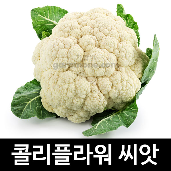 콜리플라워씨앗 흰색 컬리플라워씨앗 꽃양배추 씨앗 ( white cauliflower seed 100알 )