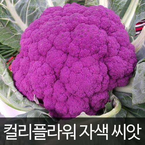 자색 콜리플라워 씨앗 꽃양배추 종자 양배추 ( purple cauliflower seed 50알 )