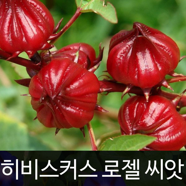 가람원 히비스커스씨앗 히비스커스 씨앗 로젤 ( Hibiscus rosella seed 20알 )