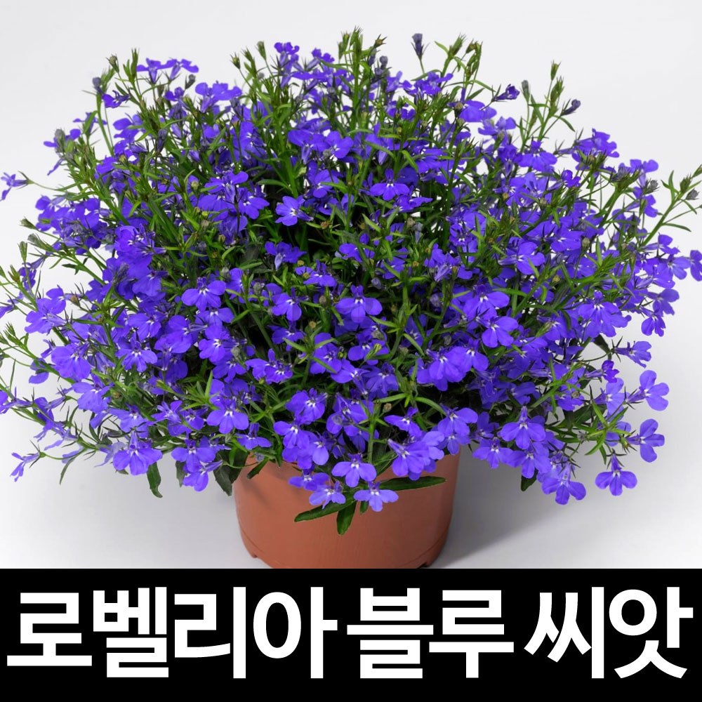 블루 로벨리아 씨앗 꽃씨 꽃 종자 lobelia seed 100알