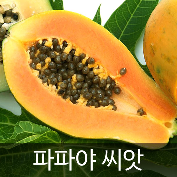 파파야씨앗 파파야 씨앗 열대과일 열대식물 ( papaya seed 10알 )
