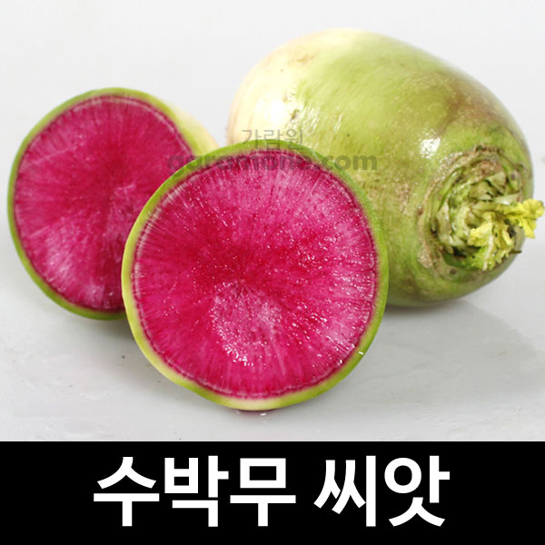 수박무씨앗 과일무씨앗 무씨앗 무우 씨앗 ( watermelon radish seed 100알 )